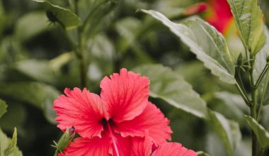 can you grow hibiscus in a pot