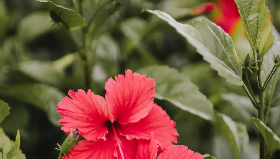 can you prune hibiscus in winter