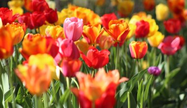 how to prune tulips after they bloom