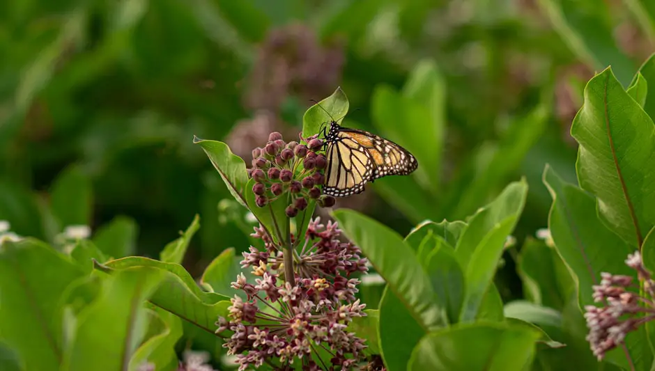 will milkweed grow in pots