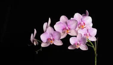 when orchid flower dies