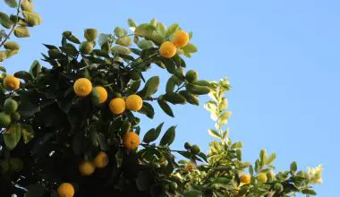 can a lemon tree survive without leaves