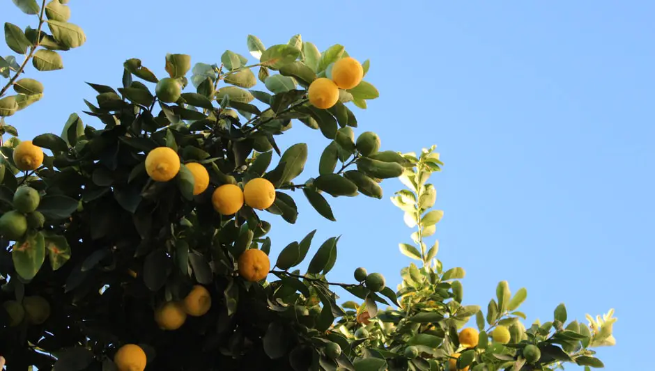 can a lemon tree survive without leaves