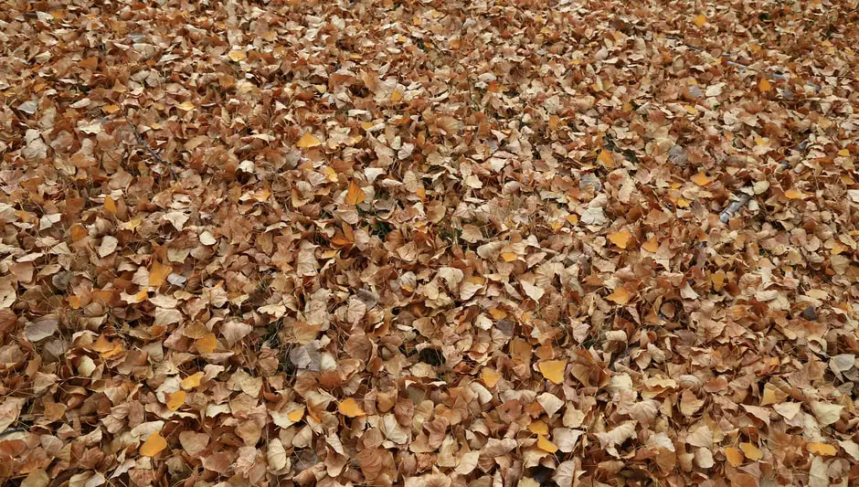 How Long Does Mulch Last In The Bag? (Check This First)