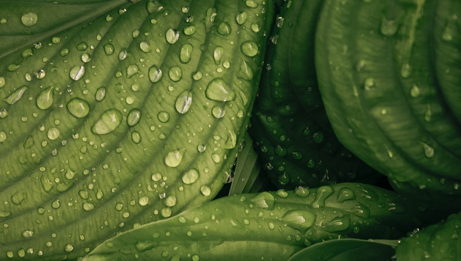 can you grow hydrangeas indoors