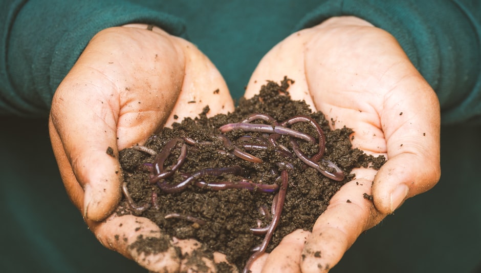 can worms compost dog poop