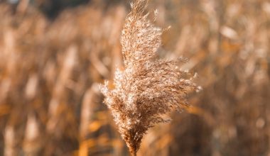 how to grow hydroponic barley fodder