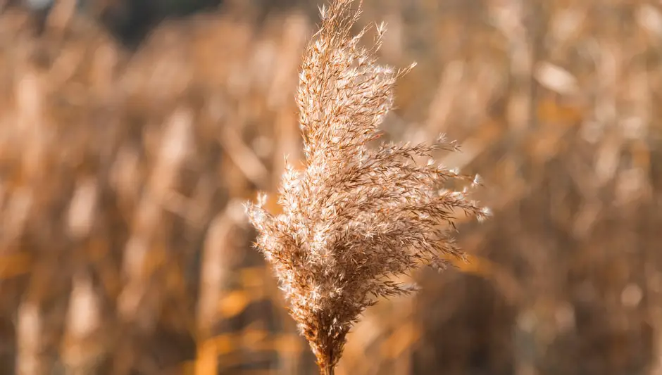 how to grow hydroponic barley fodder