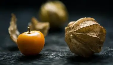how to grow cape gooseberry from seed