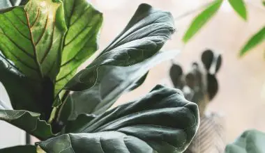 can fiddle leaf fig grow indoors