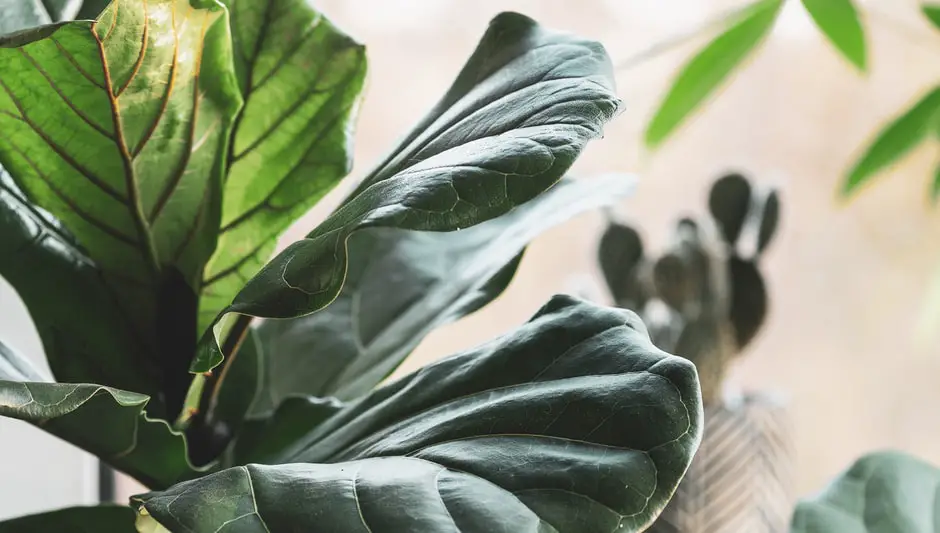 can fiddle leaf fig grow indoors