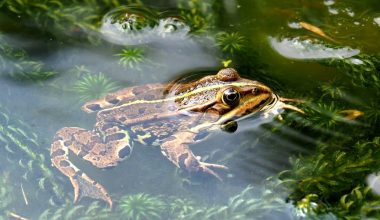 what does a tree frog sound like