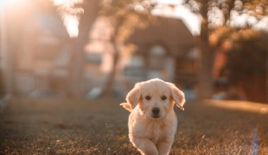 how to keep grass green with dogs