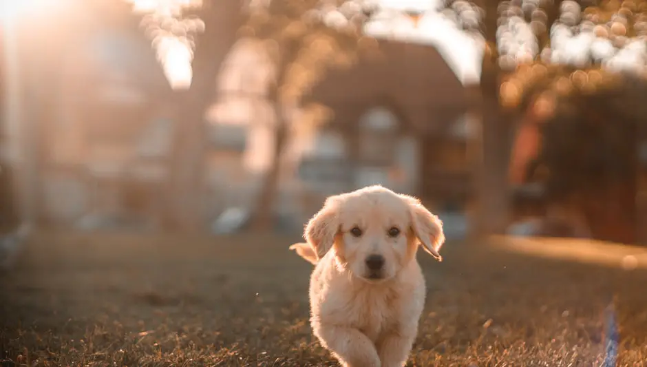 how to keep grass green with dogs