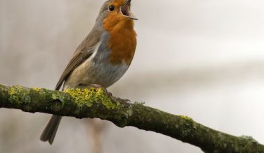 do american robins eat sunflower seeds