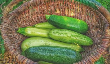 when to sow squash seeds