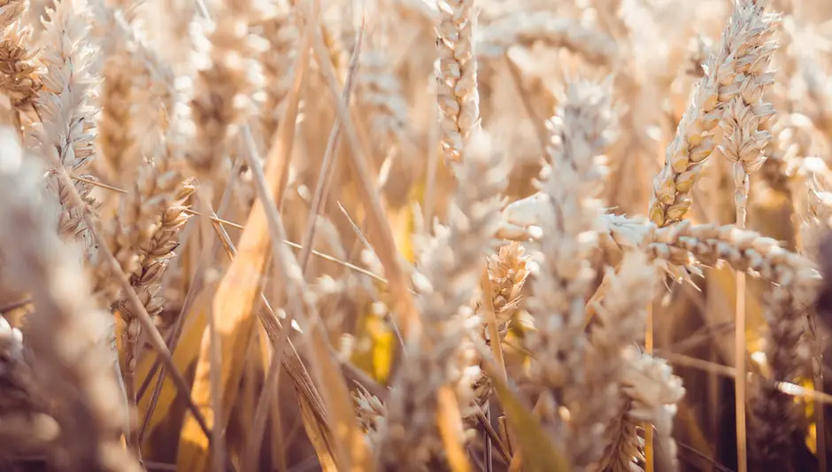 how to harvest beans