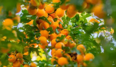 how to grow an apricot tree from a cutting