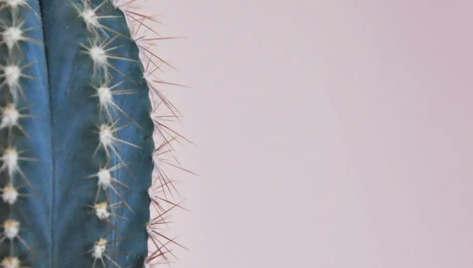 how is a cactus suited to its environment