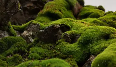 how to get moss out of lawn
