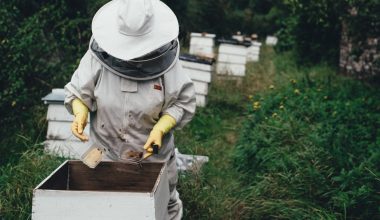 when to harvest honey