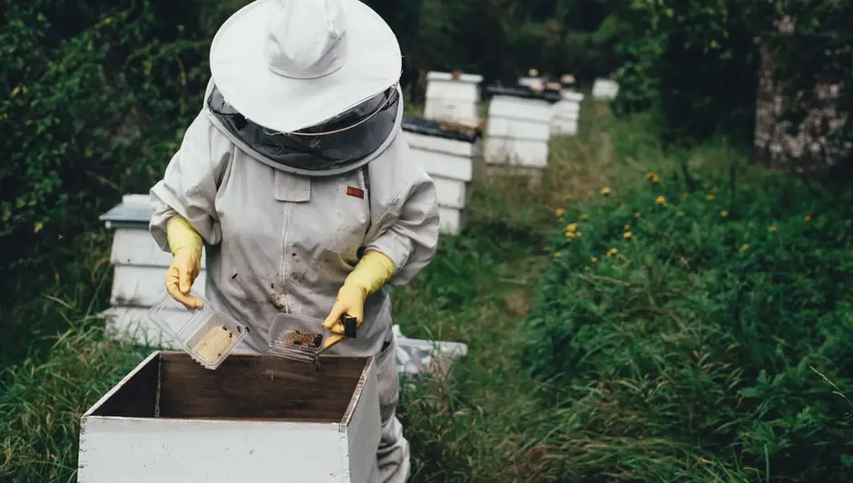 when to harvest honey