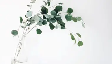 how to revive a dying indoor plant