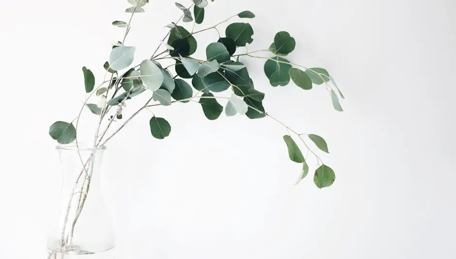 how to revive a dying indoor plant