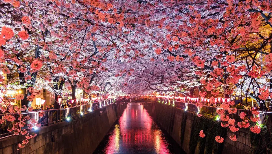 can cherry blossom trees grow in pennsylvania