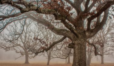 do oak trees lose their leaves