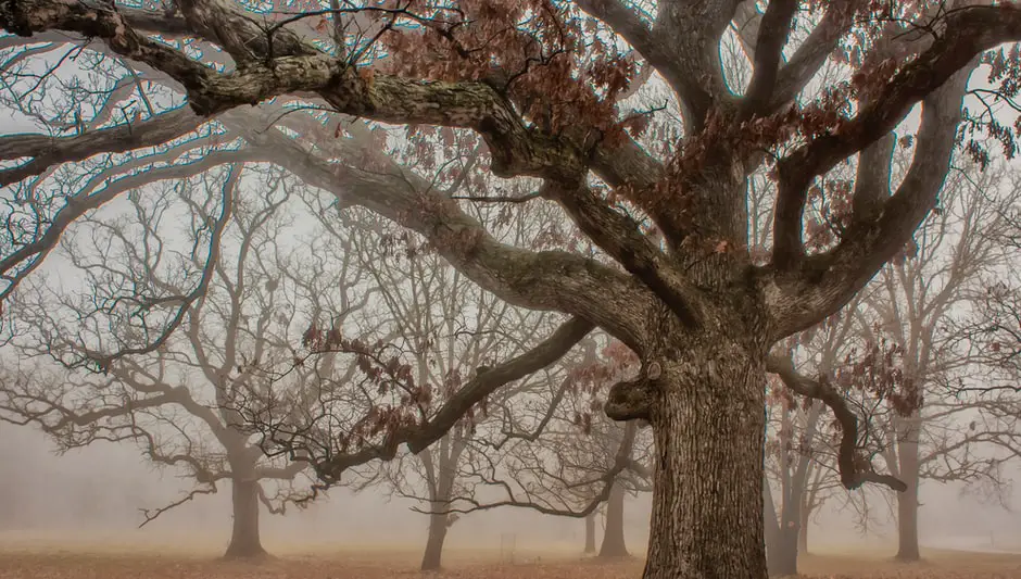 Do Oak Trees Lose Their Leaves Explanation Inside!