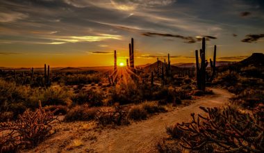 what vegetables grow in arizona summer