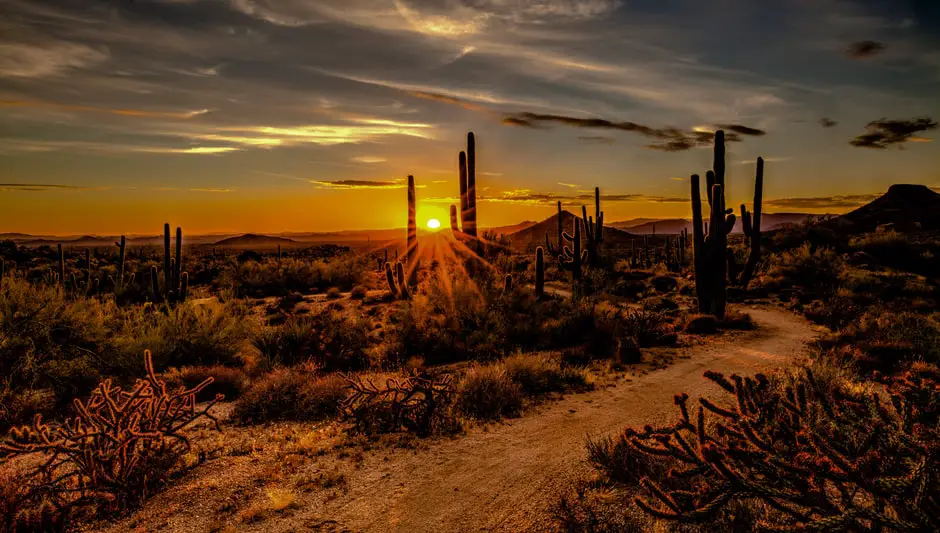 What Vegetables Grow In Arizona Summer? Answer)