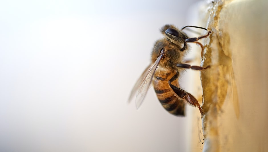 how to attract pollinators to vegetable garden