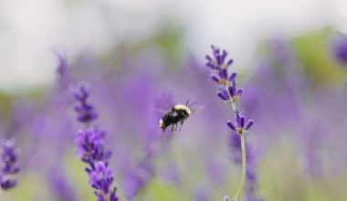 what are the different types of pollinators