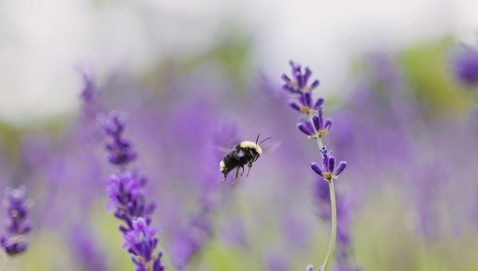 what are the different types of pollinators