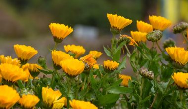 is calendula an annual or perennial