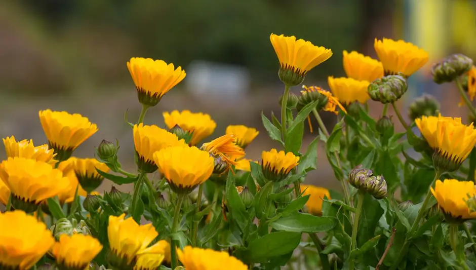 is calendula an annual or perennial