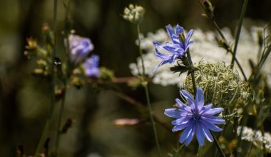 can you transplant perennials in the summer