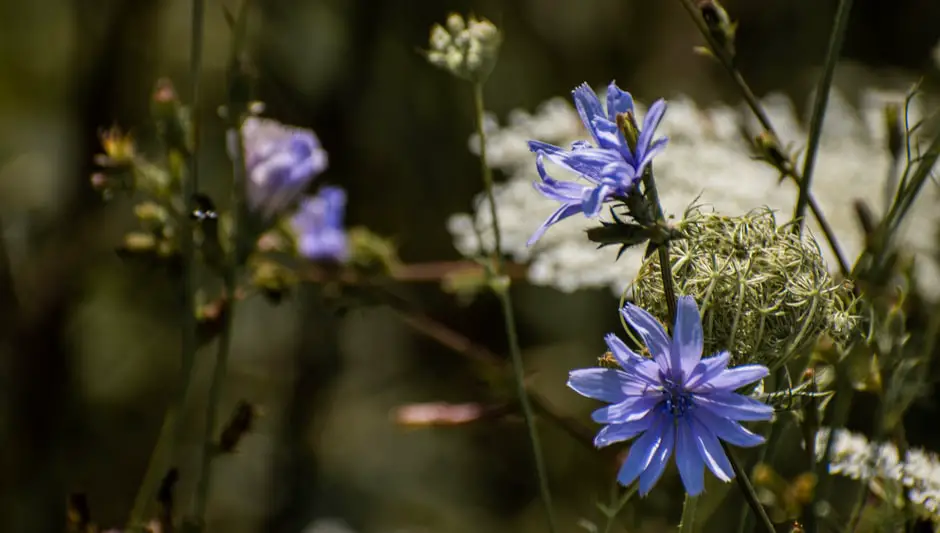 can you transplant perennials in the summer