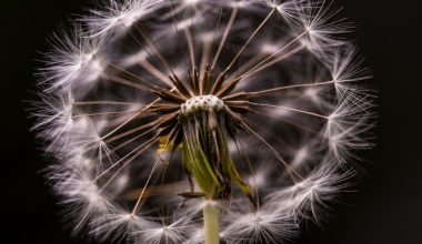 does black seed oil affect blood pressure