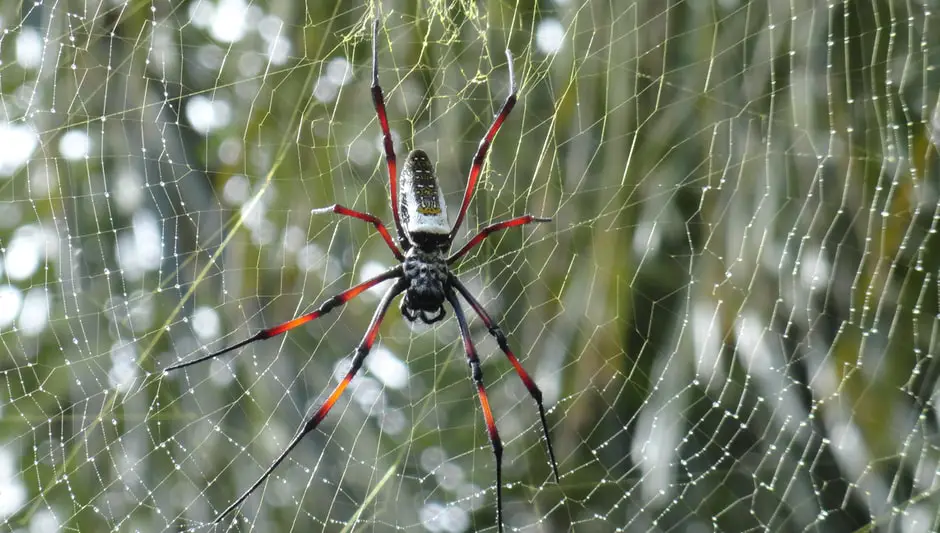 how to keep garden spiders away