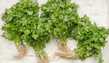 how to grow cilantro in pots indoors