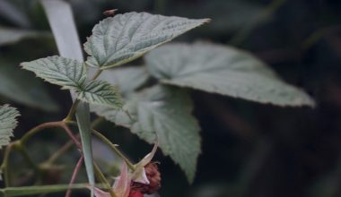 when and how to prune raspberry bushes