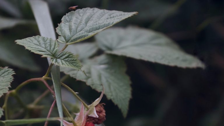 When And How To Prune Raspberry Bushes? (Detailed Guide)
