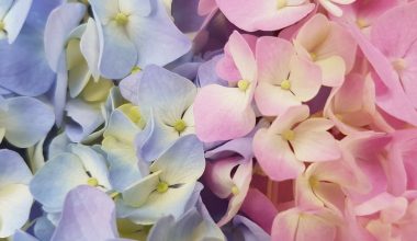 why are the leaves on my hydrangea bushes turning brown