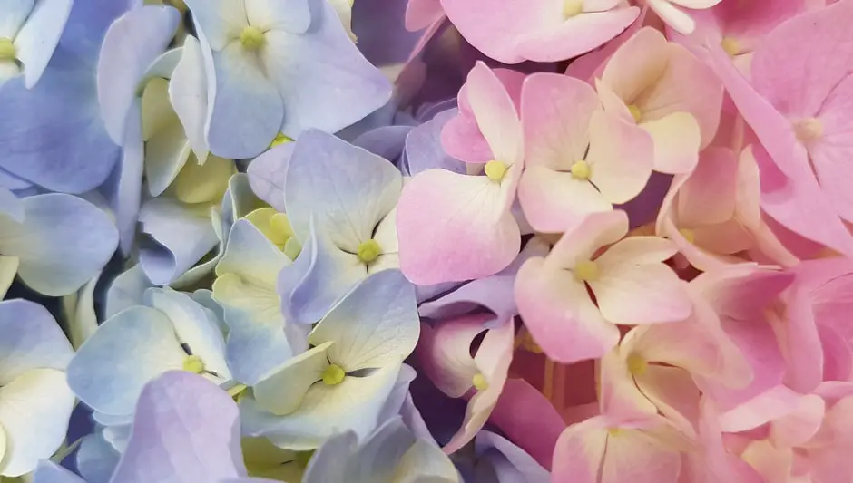 why are the leaves on my hydrangea bushes turning brown