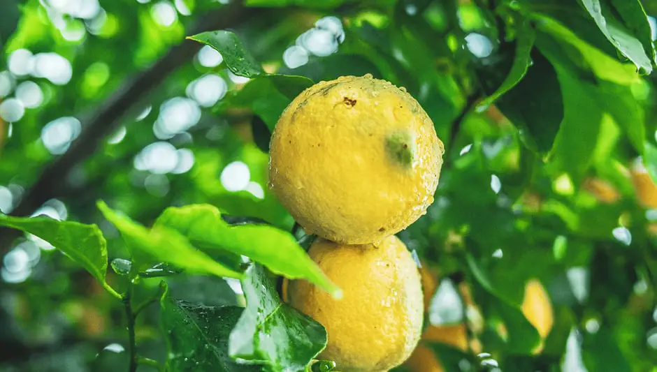 What's Eating My Lemon Tree Leaves? (Detailed Guide)