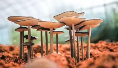 when to harvest shiitake mushrooms
