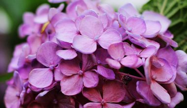 can you plant perennials in pots